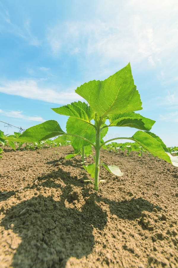 Young Green Sunflower Plants. Field Young Sunflower Stock Photo Image
