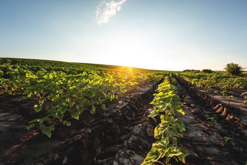 Green sunflower seedlings growing in soil field stock images