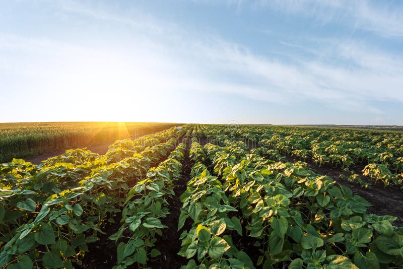 Green sunflower seedlings growing in soil field royalty free stock photography