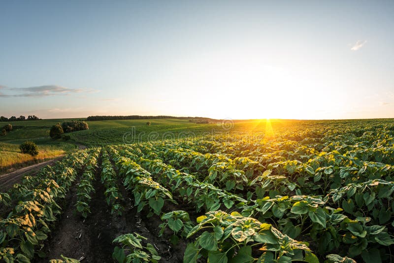 Green sunflower seedlings growing in soil field royalty free stock photos