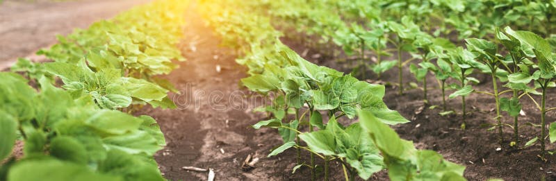 Green sunflower seedlings growing in soil field stock images