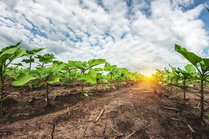 Green sunflower seedlings growing in soil field royalty free stock image