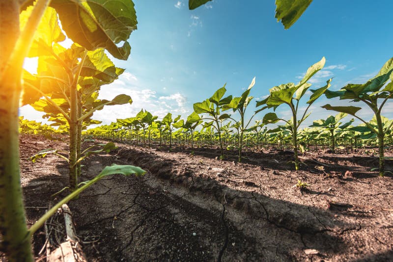Green sunflower seedlings growing in soil field royalty free stock images
