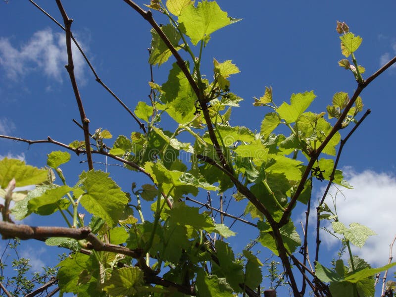 Young green tender leaves of grapes on a background of blue sky in spring royalty free stock photos Young green tender leaves of grapes on a background of blue sky in spring royalty free stock photos