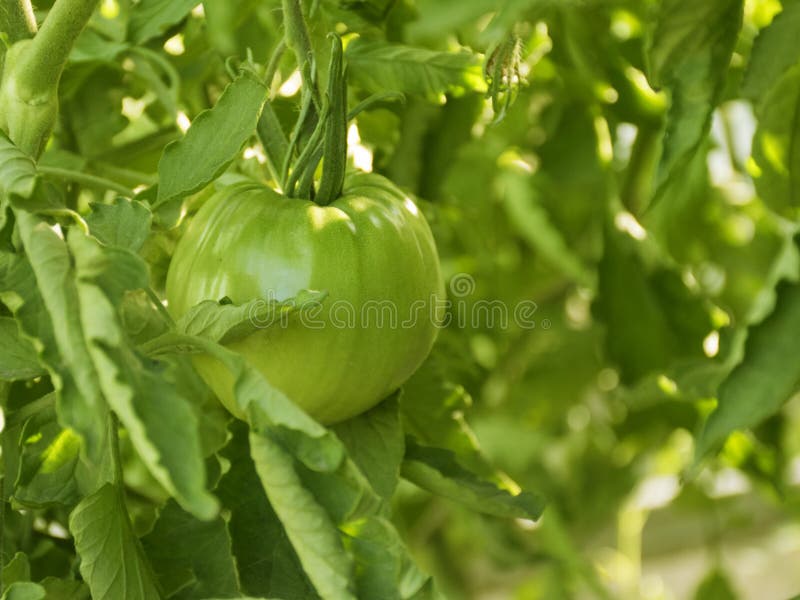 ..young green tomatoes. tomato seedlings laid down in the spring. vegetables in the garden royalty free stock photography ..young green tomatoes. tomato seedlings laid down in the spring. vegetables in the garden royalty free stock photography