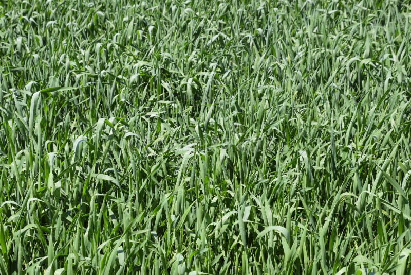Young green wheat field royalty free stock image Young green wheat field royalty free stock image