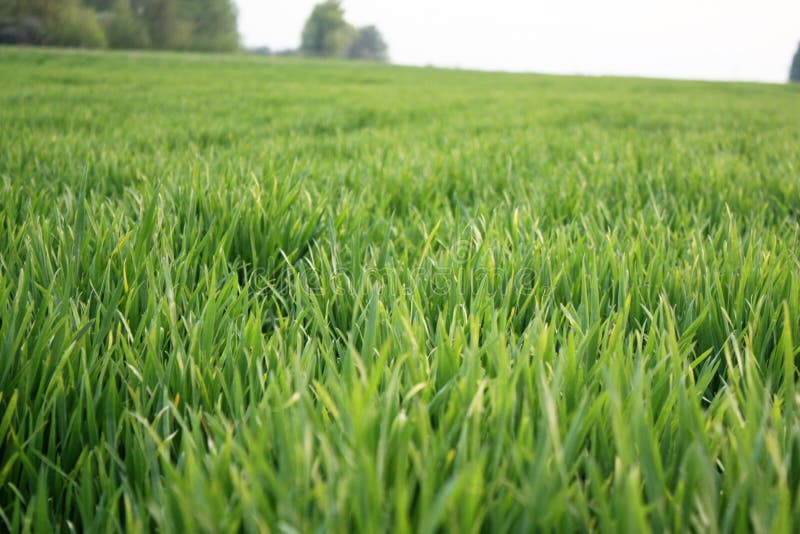 Grain growing. Row fields