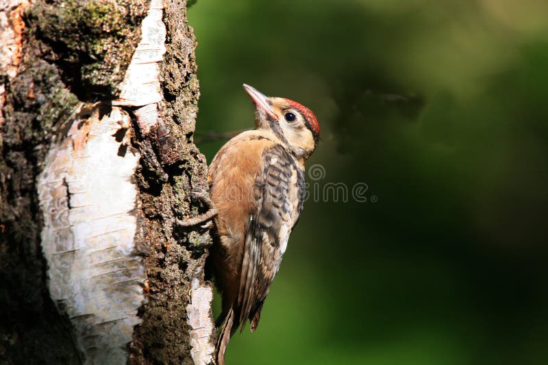 Young Green Woodpecker on Tree. Stock Photo - Image of feed, green