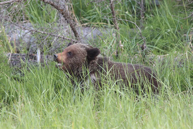 Canadian Bear Images - Download 1 377 Royalty Free Photos 