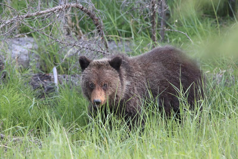 Canadian Bear Images - Download 1 377 Royalty Free Photos 