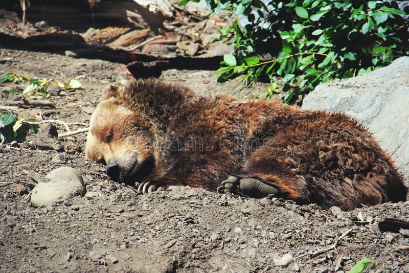 A grizzly bear mláďa spanie na zemi.