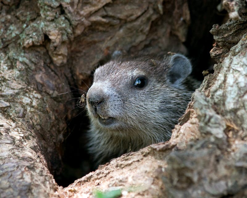 Young Groundhog in Tree