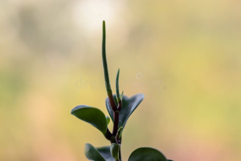 A young growing green plant growing. A micro shot of a plant with a blurry background. Deatail leaves. Green orange brown picture.