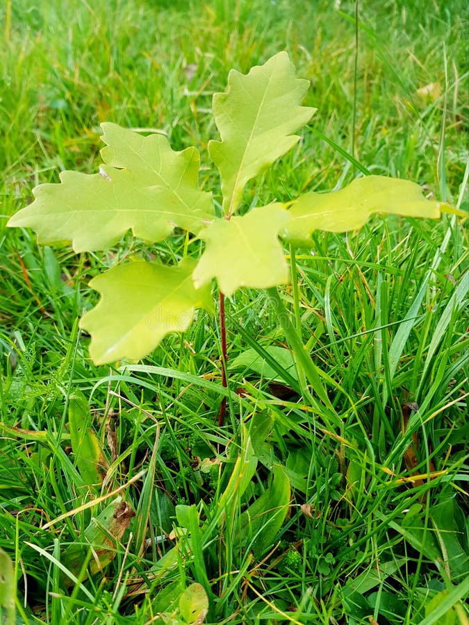 Little Oak Tree is Growing on Meadow. Stock Photo Image of meadow