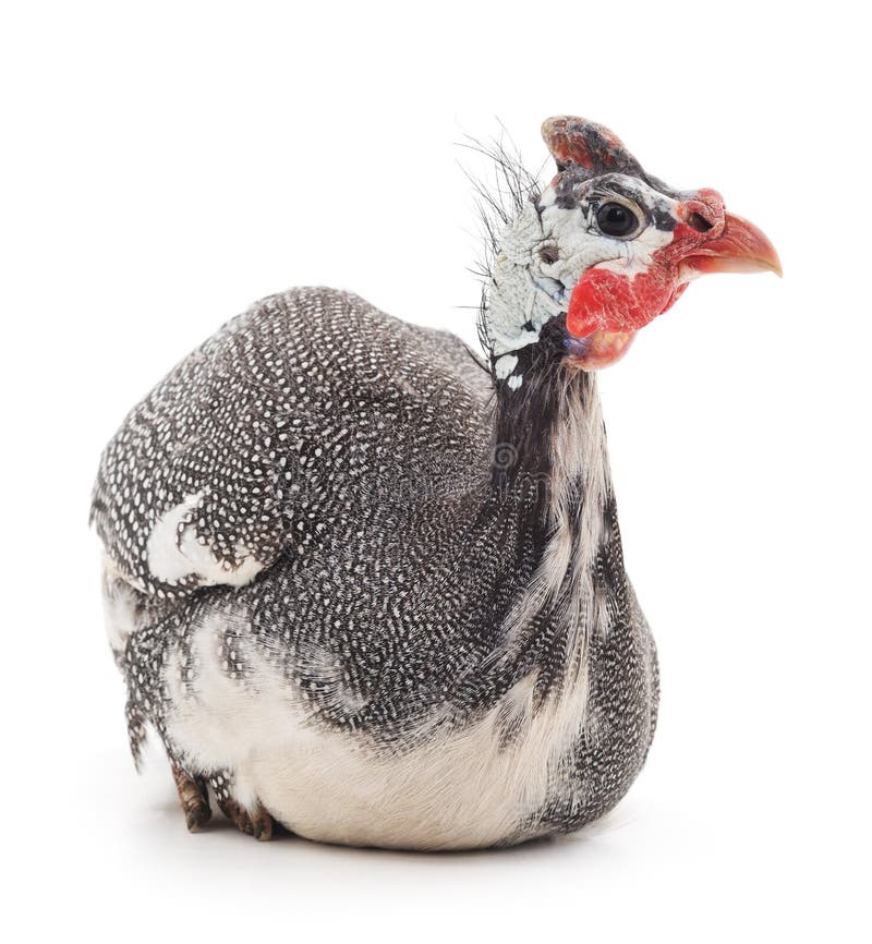 Young guinea fowl.