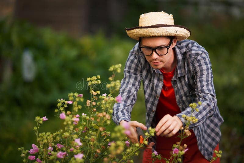 Young guy gardener in straw hat cut the bushes royalty free stock photos Young guy gardener in straw hat cut the bushes royalty free stock photos