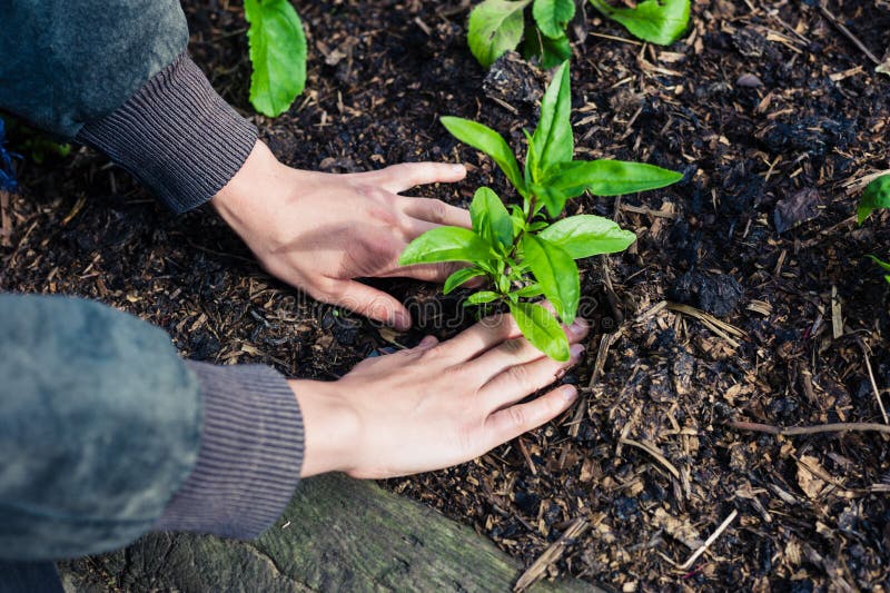 The gardener planted some. Картинки женские руки в мужских руках сажают цветок. Посадить к себе на руки как это.