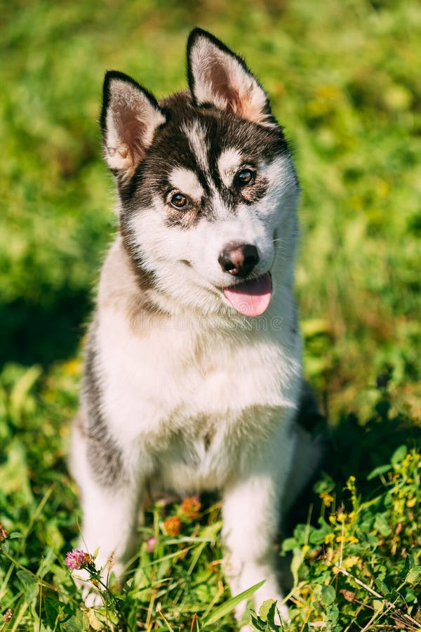 Young Happy Husky Puppy Eskimo Dog Stock Photo - Image of gray, curious ...