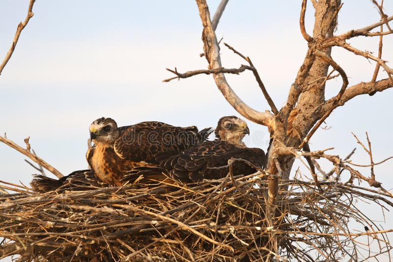 Young hawks in nest