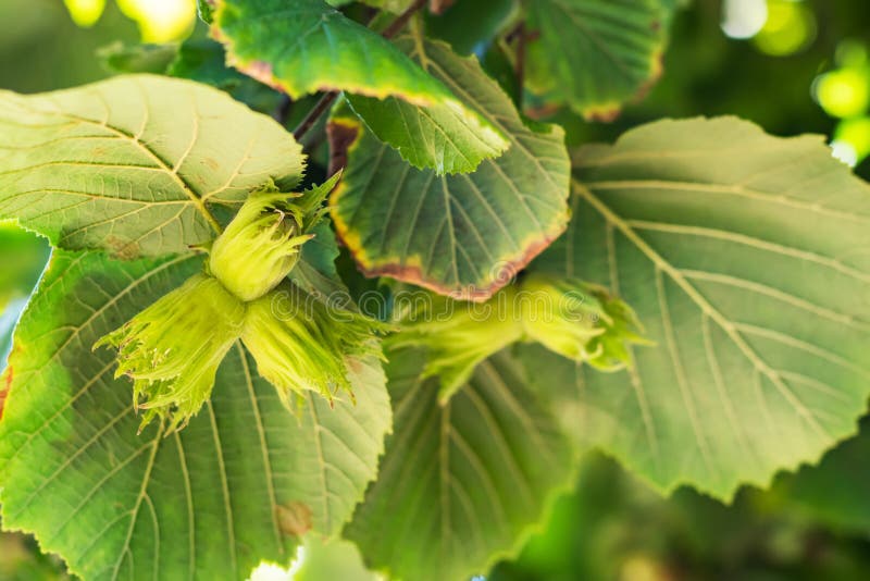 Young Hazel, Green Hazelnut Nuts, Grow on a Tree Stock Photo Image of
