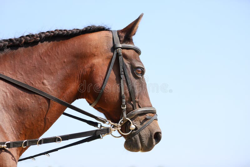 Young healthy purebred horse enjoying summer sunshine on blue natural background