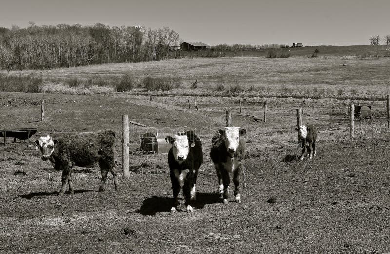 Young Hereford beef cattle standing by the fence line in a pasture during the spring season. black and white. Young Hereford beef cattle standing by the fence line in a pasture during the spring season. black and white