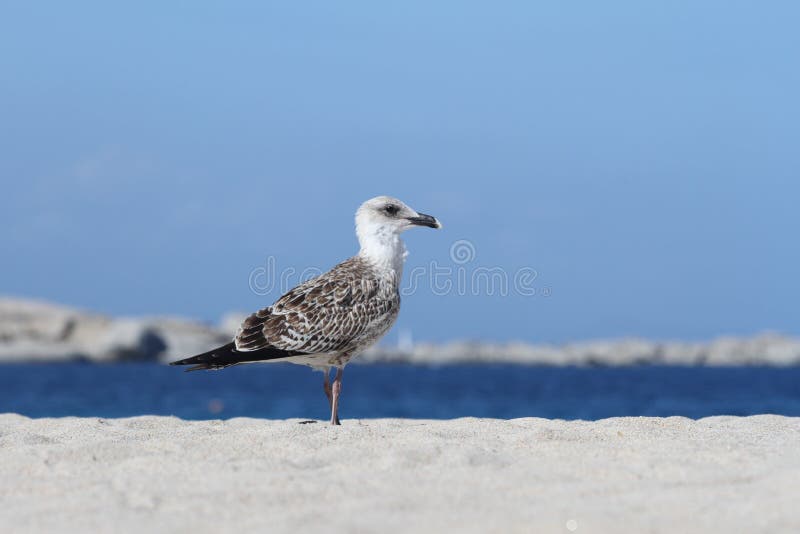 Young Herring Gull on the Beach Stock Image Image of michahellis