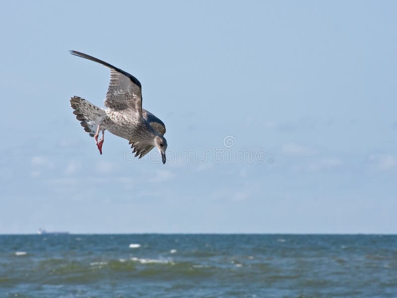Young herring gull flying over the sea