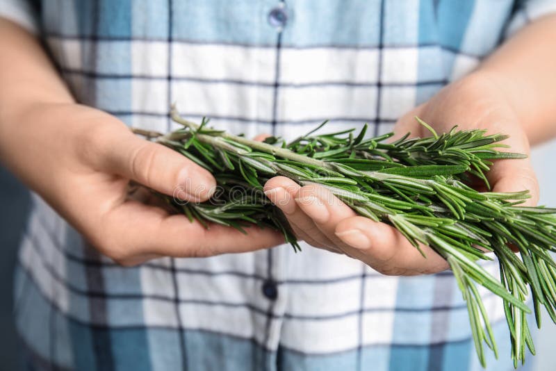 Young  holding bunch of fresh rosemary, closeup royalty free stock images