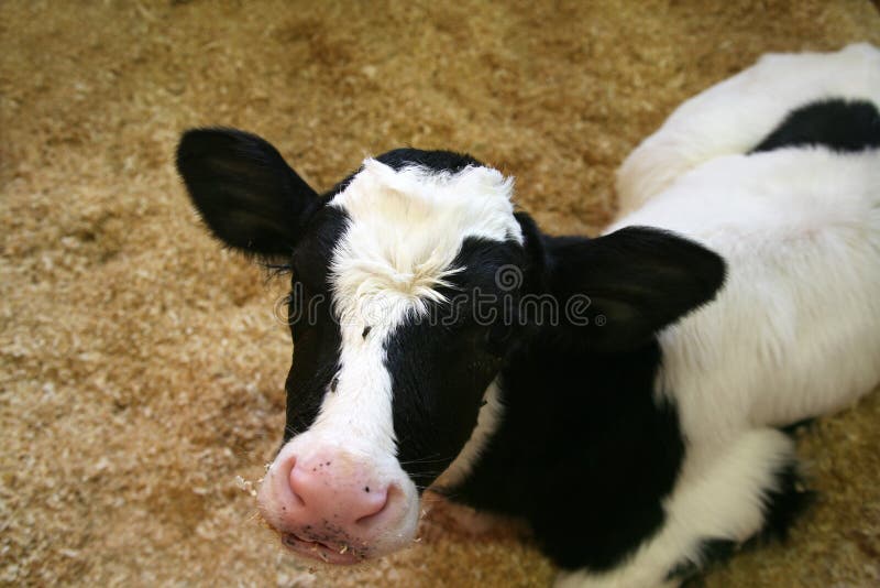 Young holstein calf stock photography