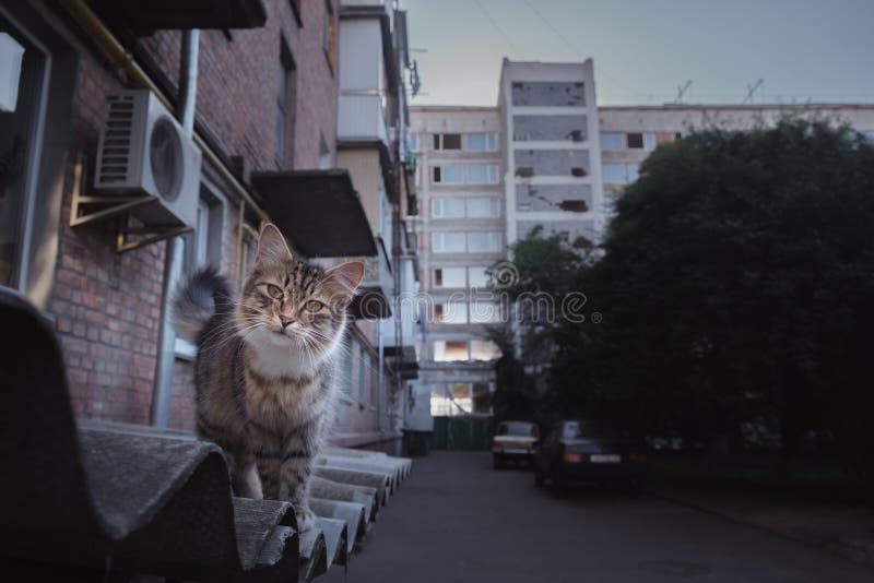 young home cat sitting on the roof