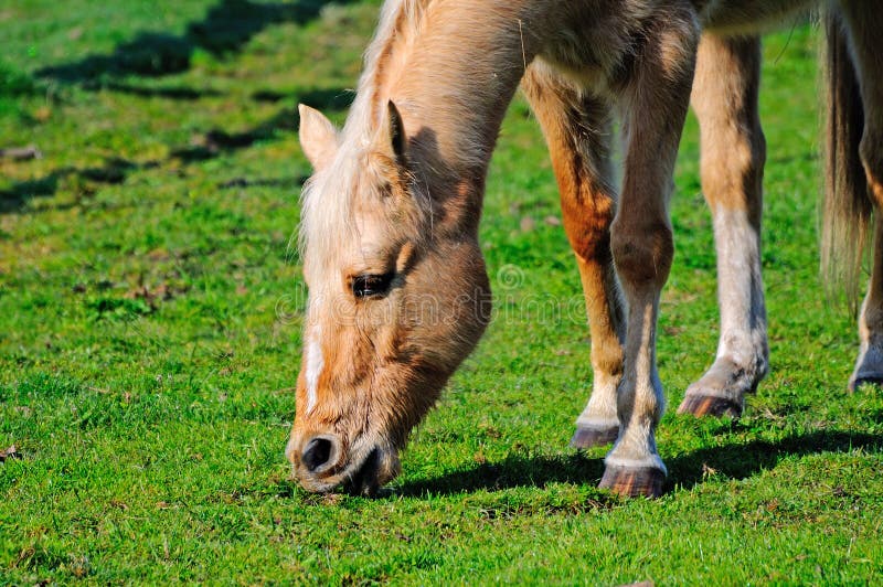 Young horse eating grass stock image. Image of pasture 30190985