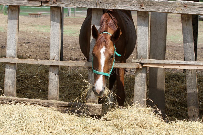 Young Horse Eating Hay on the Farm Stock Image Image of breeding