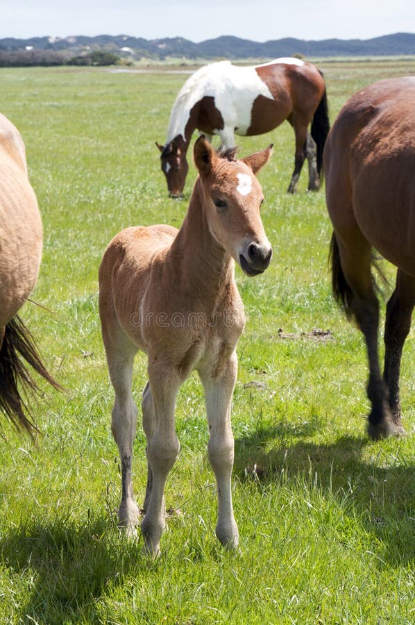 Cavallo marrone e il suo puledro, puledra in un prato.