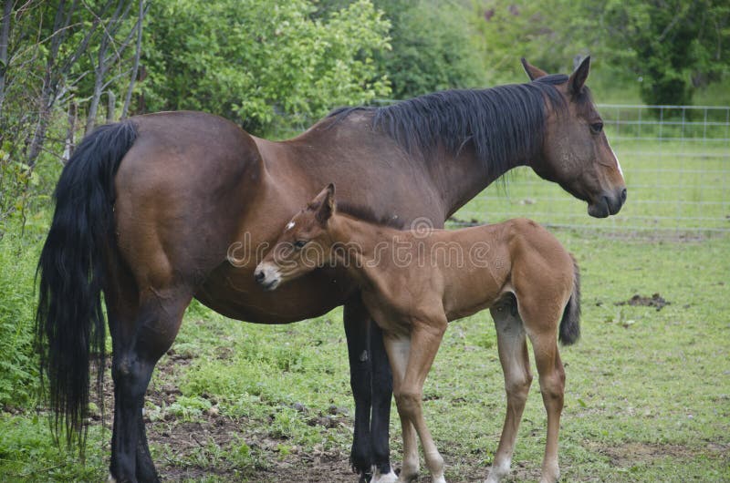 Young horse and mare royalty free stock images