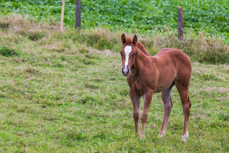 Young Horse