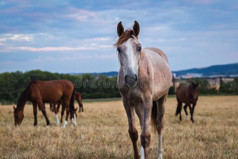 10,200+ Horse Front View Stock Photos, Pictures & Royalty-Free Images -  iStock