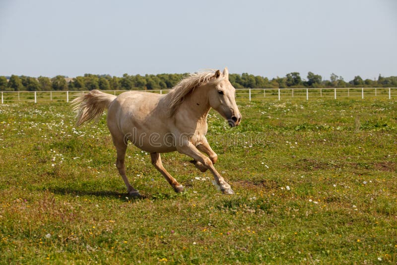 Young Horse Running at a Horse Farm Stock Photo Image of beautiful