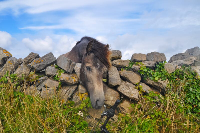 Young Horse`s head close up, curious animal drawing it`s nose to bicycle over stone fence stock photos Young Horse`s head close up, curious animal drawing it`s nose to bicycle over stone fence stock photos