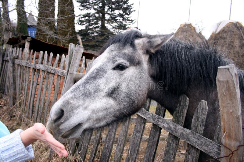 Young horse sniffing stock image. Image of citric, young 7161381