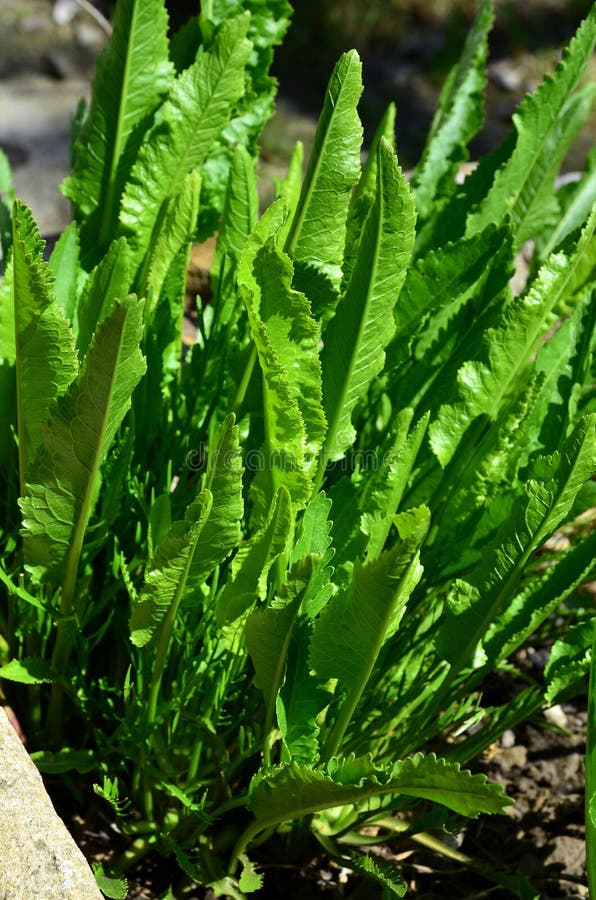 A young horseradish bush. stock photo. Image of food 103558644