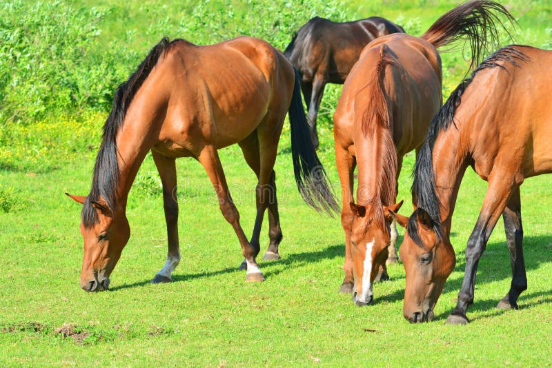 Horses on a grassfield