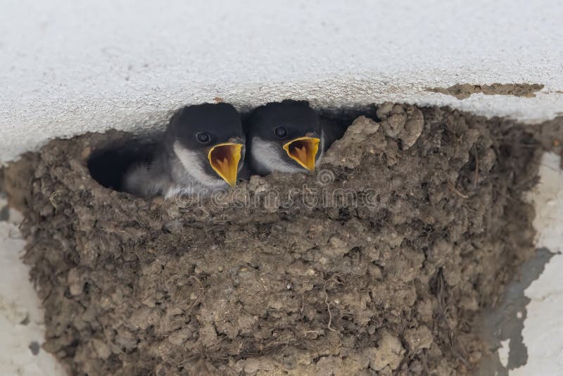 Young House Martins in Its Nest. Stock Image Image of house, martin