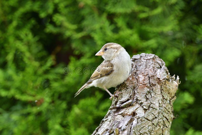 Young House sparrow