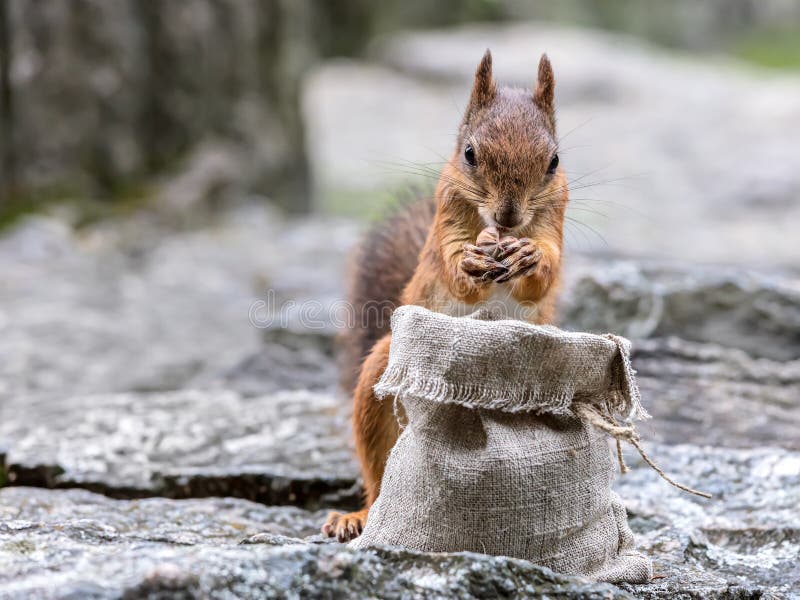 Young hungry squirrel stealing nuts from sackcloth bag stock image