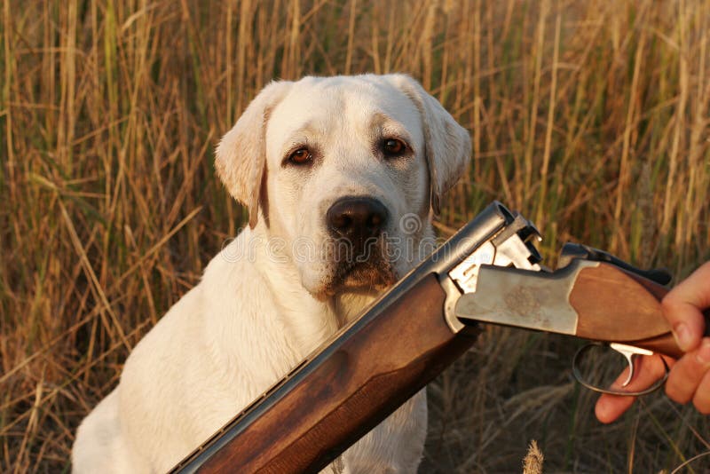 A hunting yellow labrador stock image. Image of reed 22842863