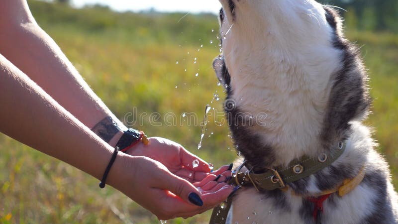 Young husky dog drinking water from the hands of female owner at nature. Aqua is poured in a thin stream into the palms