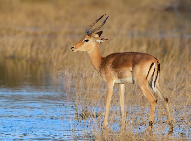 Young impala royalty free stock photo