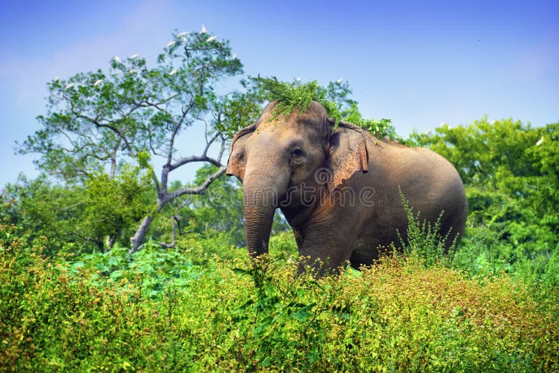 Young indian elephant among high green grass against the background of blue sky