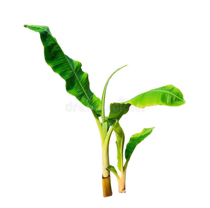 Young isolated green banana tree on white